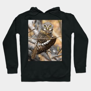 African Barred Owlet Hoodie